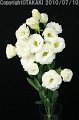 Eustoma Bolero White